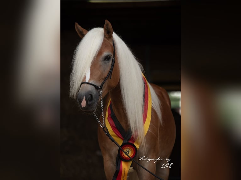 Edelbluthaflinger Mare 7 years 14.2 hh Chestnut-Red in Bayreuth