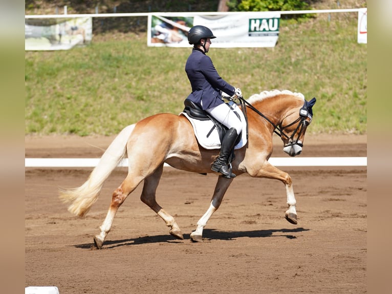 Edelbluthaflinger Mare 7 years 14.2 hh Chestnut-Red in Bayreuth