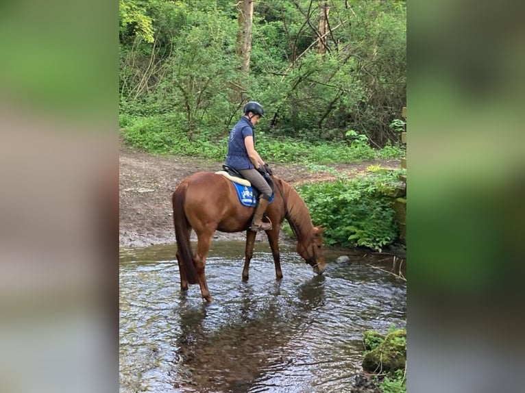 Edelbluthaflinger Mare 7 years 14,2 hh Chestnut-Red in Dassel