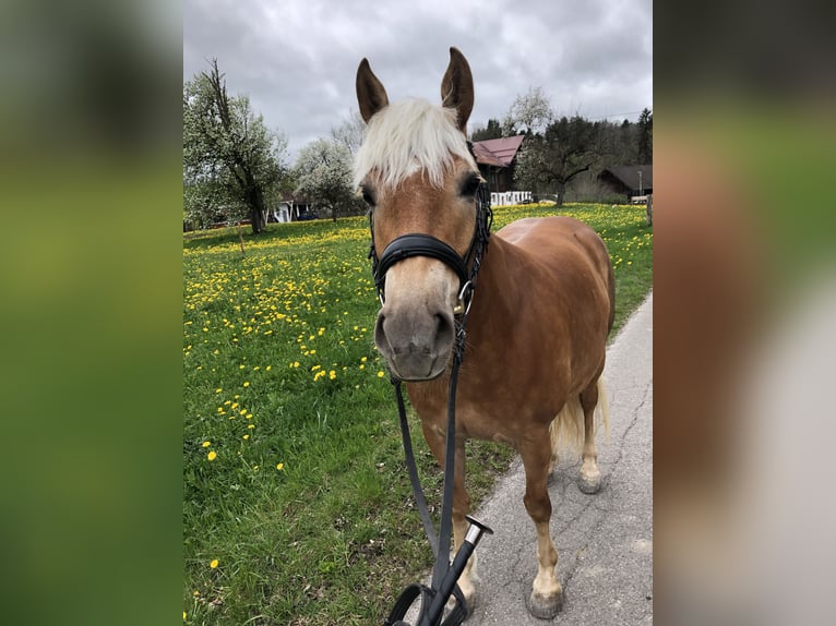 Edelbluthaflinger Mare 7 years 14,2 hh in Rottenbuch