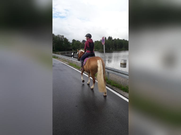 Edelbluthaflinger Mare 7 years 14,2 hh in Rottenbuch