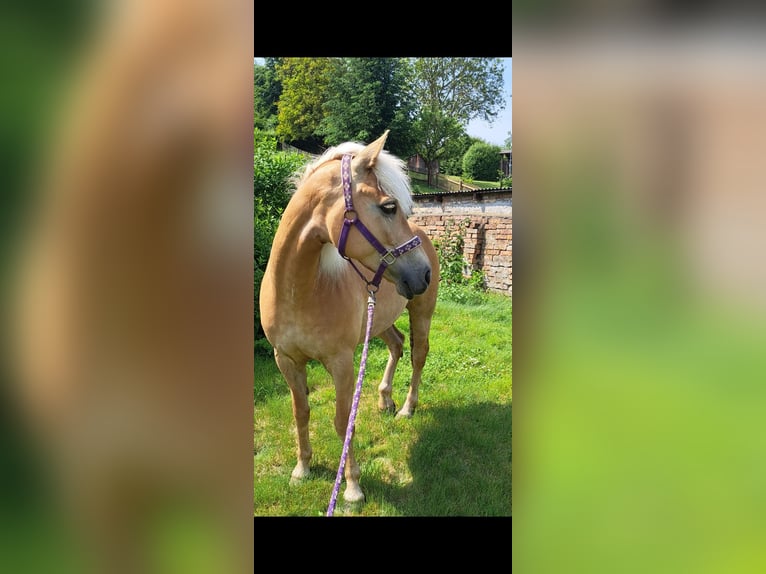 Edelbluthaflinger Mare 7 years 14 hh Chestnut-Red in Klosterrode