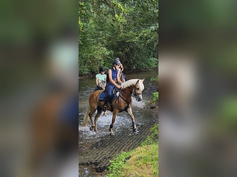 Edelbluthaflinger Mare 7 years 14 hh Chestnut-Red in Klosterrode