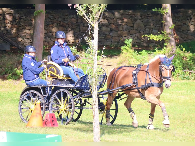 Edelbluthaflinger Mare 7 years 14,2 hh Chestnut-Red in Bayreuth