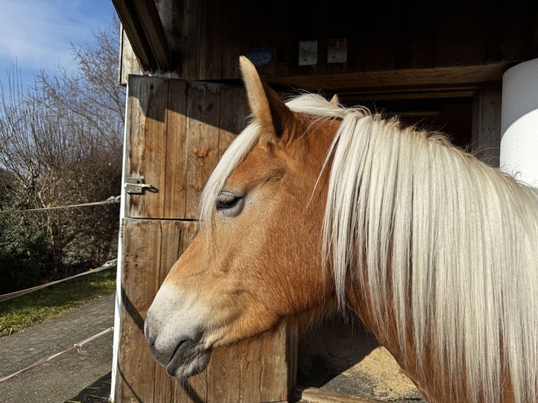 Edelbluthaflinger Mare 7 years 14,2 hh Chestnut-Red in Mariastein