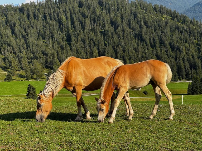 Edelbluthaflinger Mare 7 years 14,2 hh Chestnut-Red in Mariastein