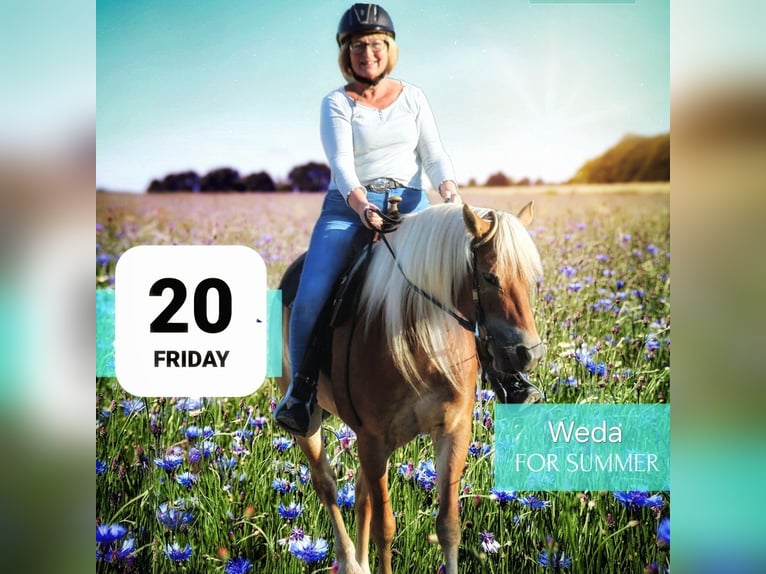 Edelbluthaflinger Mare 7 years 14,2 hh Chestnut-Red in Heemsen