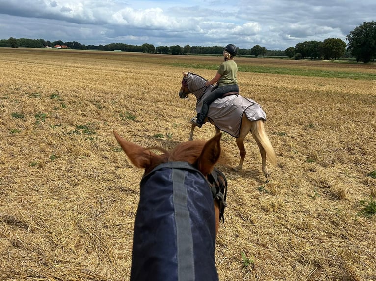 Edelbluthaflinger Mare 7 years 14,2 hh Chestnut-Red in Heemsen