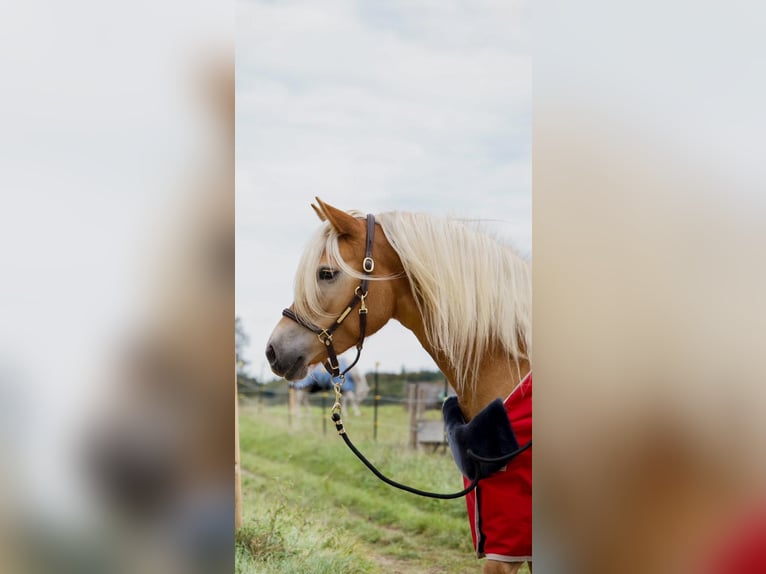 Edelbluthaflinger Mare 7 years  in Gauting