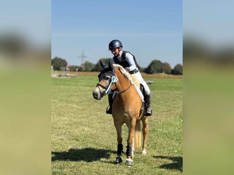 Edelbluthaflinger Mare 7 years  in Gauting
