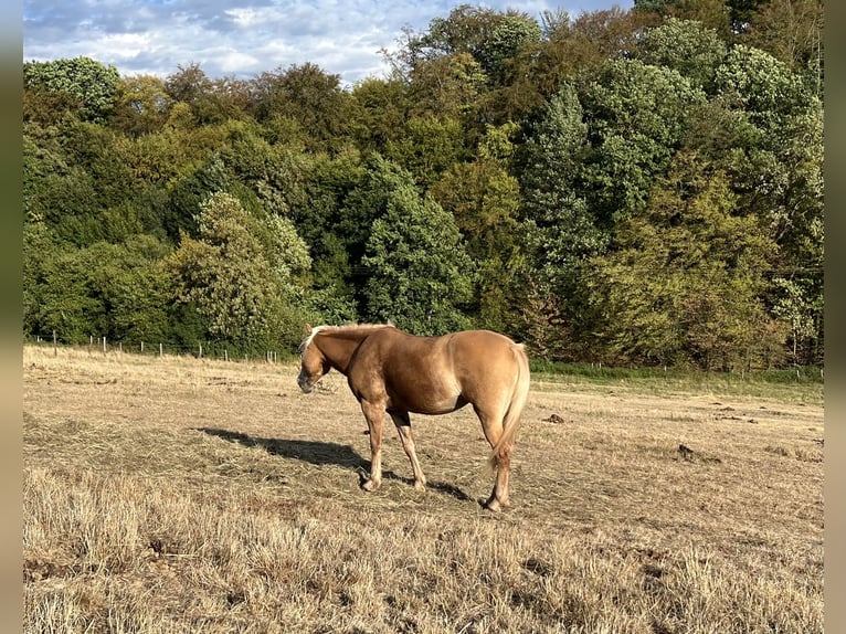 Edelbluthaflinger Mare 8 years 13.3 hh Chestnut-Red in Wadern