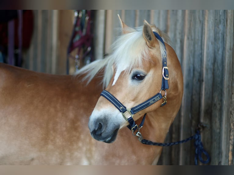 Edelbluthaflinger Mare 8 years 14.1 hh Chestnut-Red in Bolsterlang