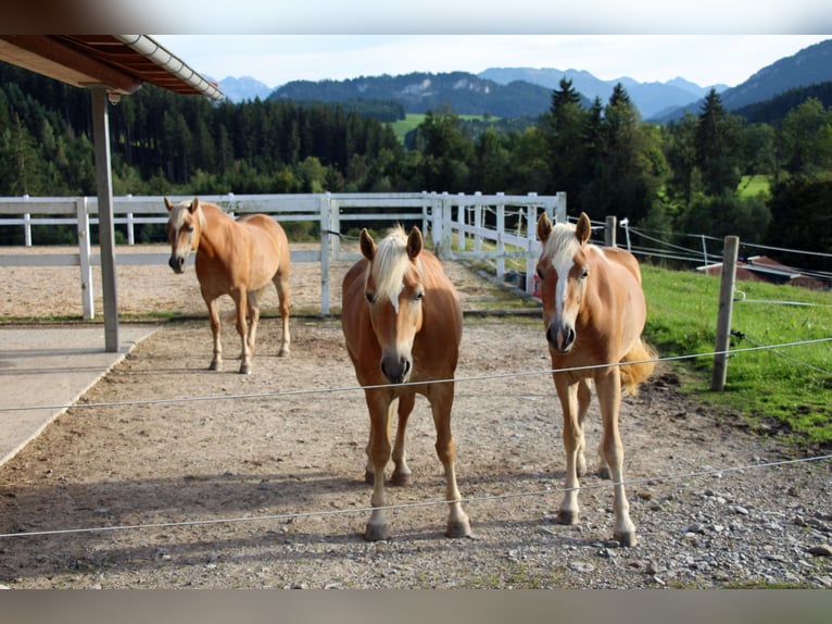 Edelbluthaflinger Mare 8 years 14.1 hh Chestnut-Red in Bolsterlang