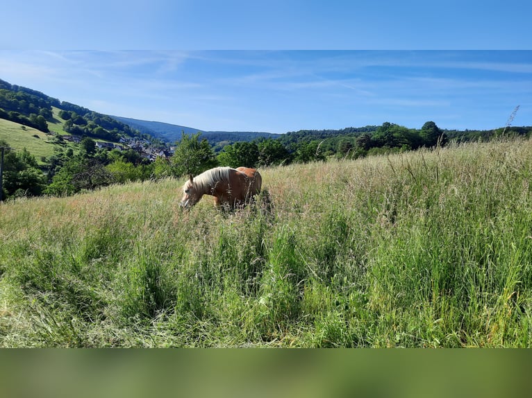 Edelbluthaflinger Mare 8 years 14,1 hh Palomino in Mespelbrunn