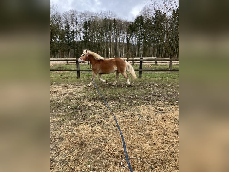 Edelbluthaflinger Mare 8 years 14,2 hh Chestnut in Lienen