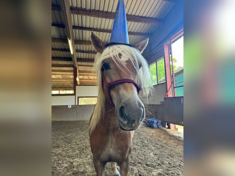 Edelbluthaflinger Mare 8 years 14,2 hh Chestnut-Red in Greven