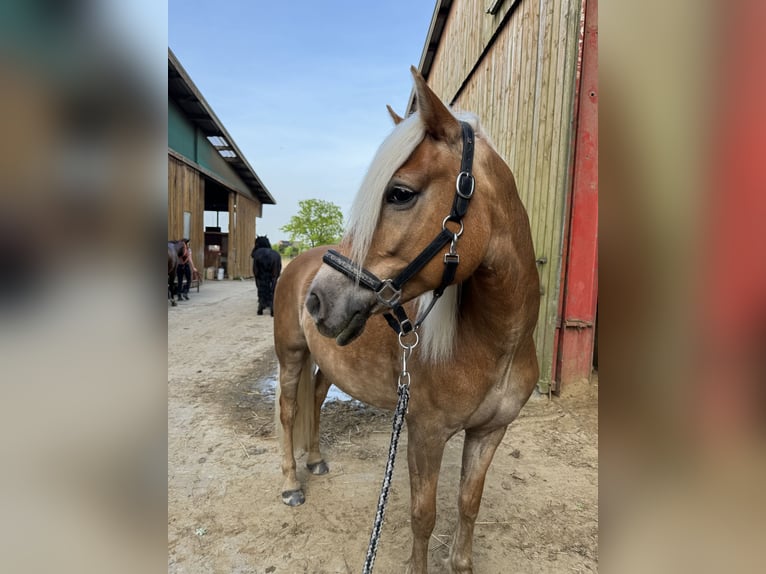 Edelbluthaflinger Mare 8 years 14,2 hh Chestnut-Red in Greven