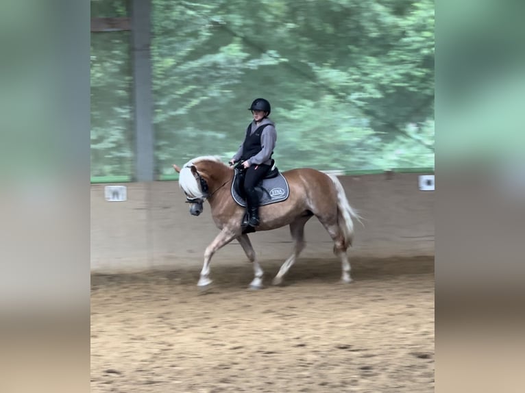 Edelbluthaflinger Mare 8 years 14,2 hh Chestnut-Red in Greven