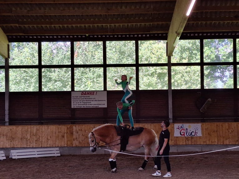 Edelbluthaflinger Mare 8 years 14,3 hh Chestnut-Red in Harsewinkel