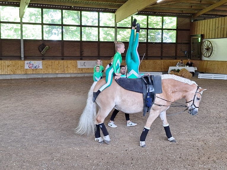 Edelbluthaflinger Mare 8 years 14,3 hh Chestnut-Red in Harsewinkel