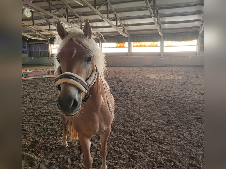 Edelbluthaflinger Mare 8 years 14,1 hh in Brunnen