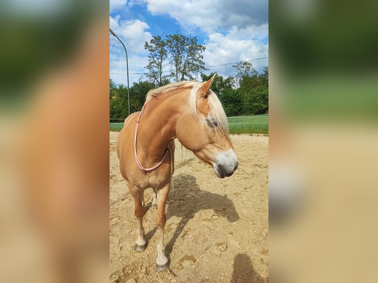 Edelbluthaflinger Mare 8 years 14,1 hh in Brunnen