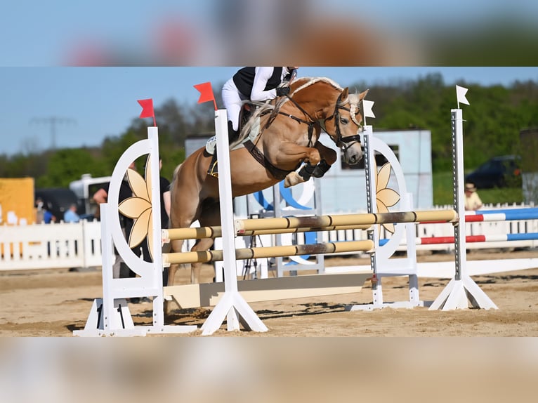 Edelbluthaflinger Mare 8 years 15 hh Chestnut-Red in St.Gangloff