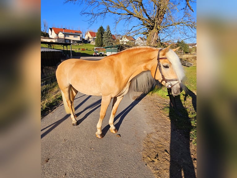 Edelbluthaflinger Mare 8 years 15 hh Chestnut-Red in St.Gangloff