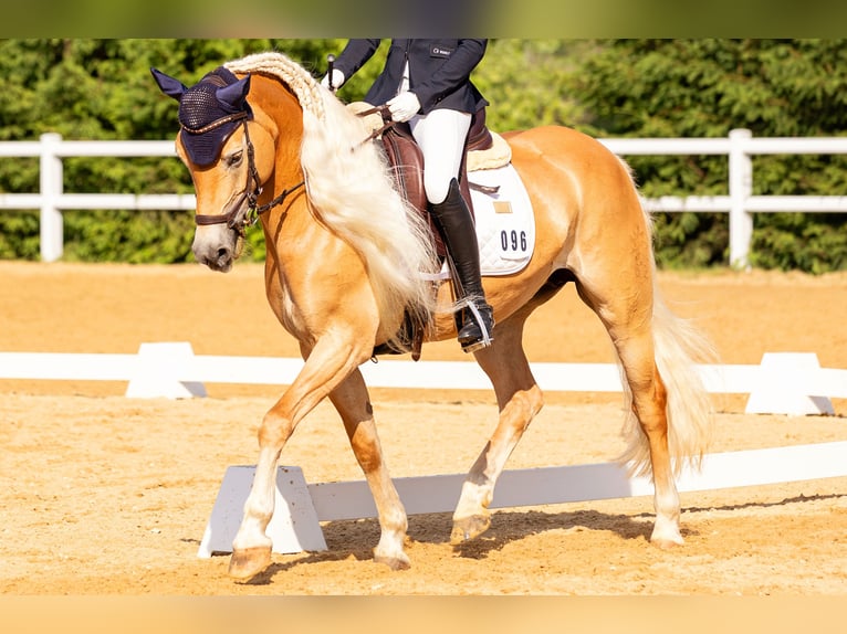 Edelbluthaflinger Mare 8 years 15 hh Chestnut-Red in St.Gangloff
