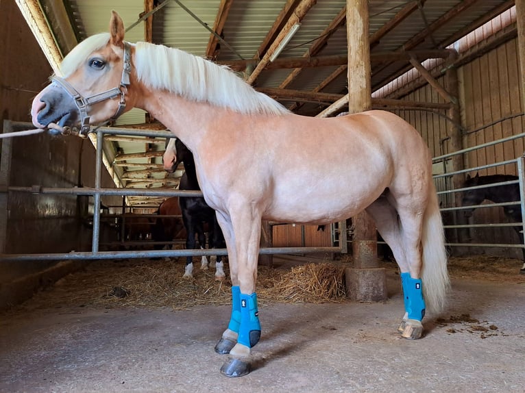 Edelbluthaflinger Mare 9 years 14,2 hh Chestnut-Red in Ilmenau