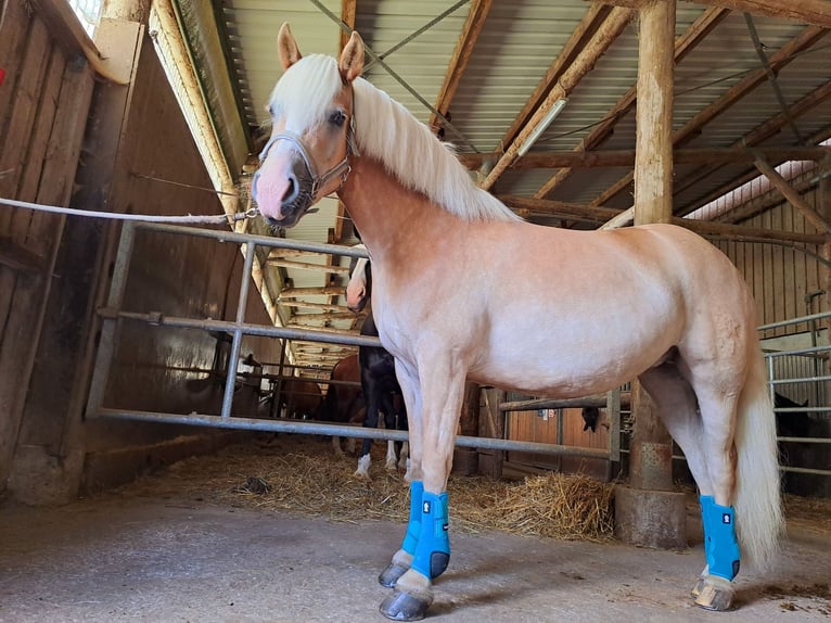 Edelbluthaflinger Mare 9 years 14,2 hh Chestnut-Red in Ilmenau