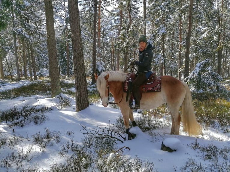 Edelbluthaflinger Mare 9 years 14,2 hh Chestnut-Red in Ilmenau