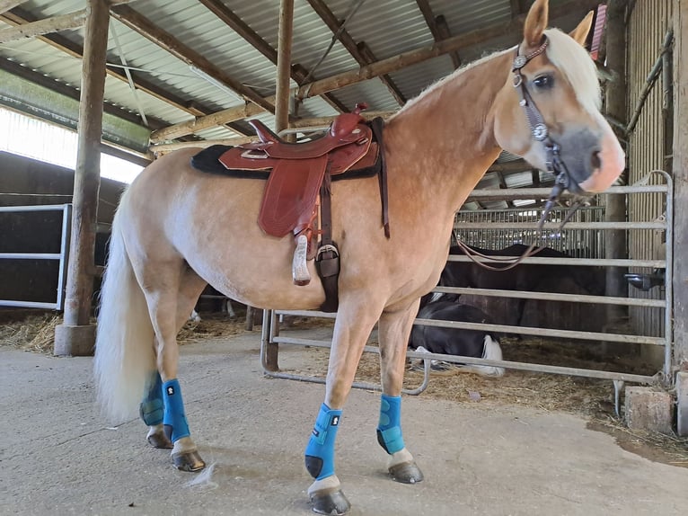 Edelbluthaflinger Mare 9 years 14,2 hh Chestnut-Red in Ilmenau