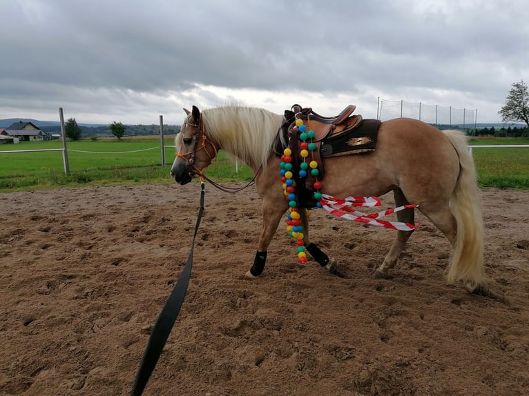 Edelbluthaflinger Mare 9 years 14,2 hh Chestnut-Red in Ilmenau