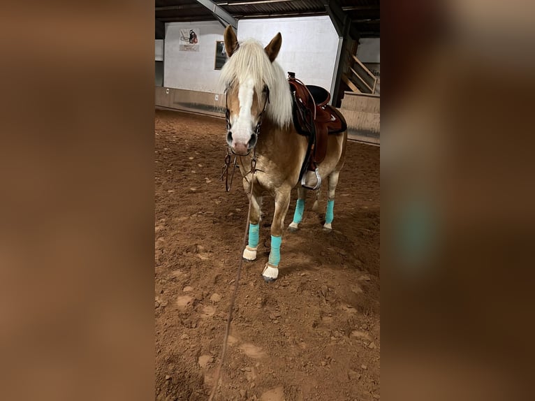 Edelbluthaflinger Mare 9 years 14,2 hh Chestnut-Red in Ilmenau