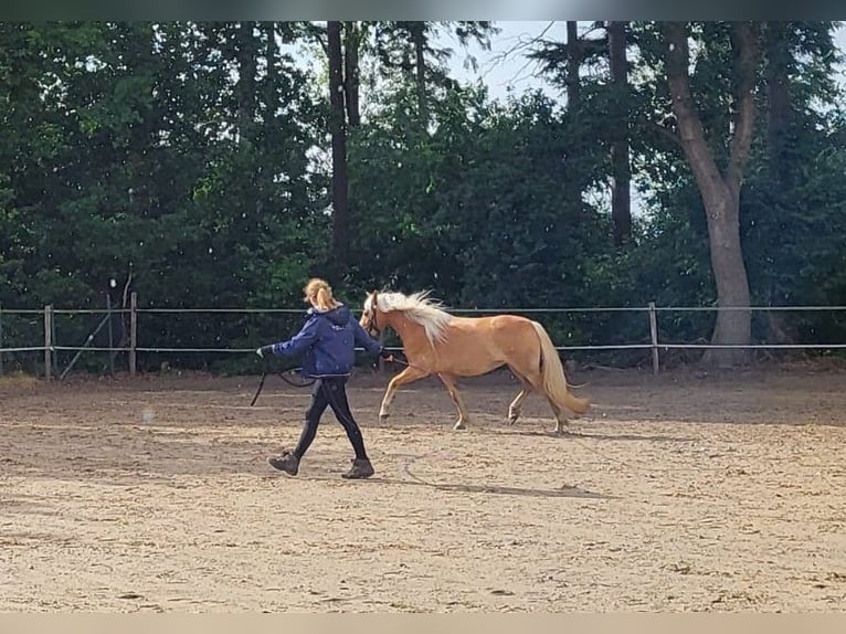 Edelbluthaflinger Mare 9 years 14.3 hh Chestnut-Red in Stade
