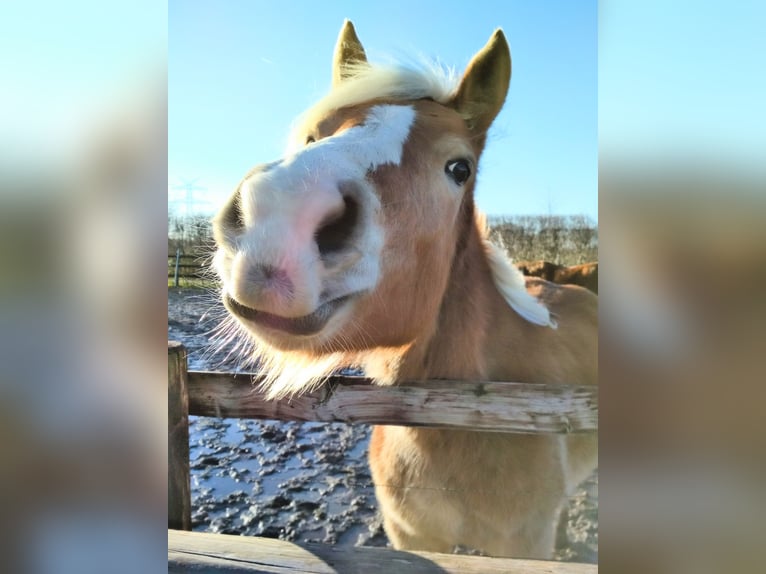 Edelbluthaflinger Mare 9 years 14.3 hh Chestnut-Red in Stade