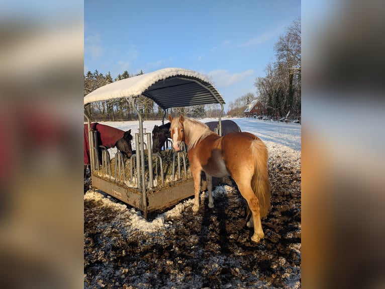 Edelbluthaflinger Mare 9 years 14.3 hh Chestnut-Red in Stade