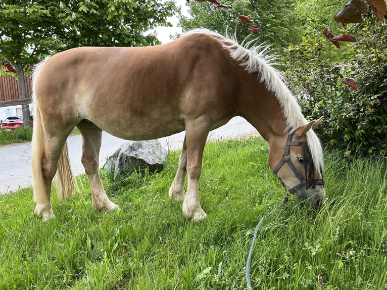 Edelbluthaflinger Mare 9 years 14,1 hh Chestnut-Red in Grumbach