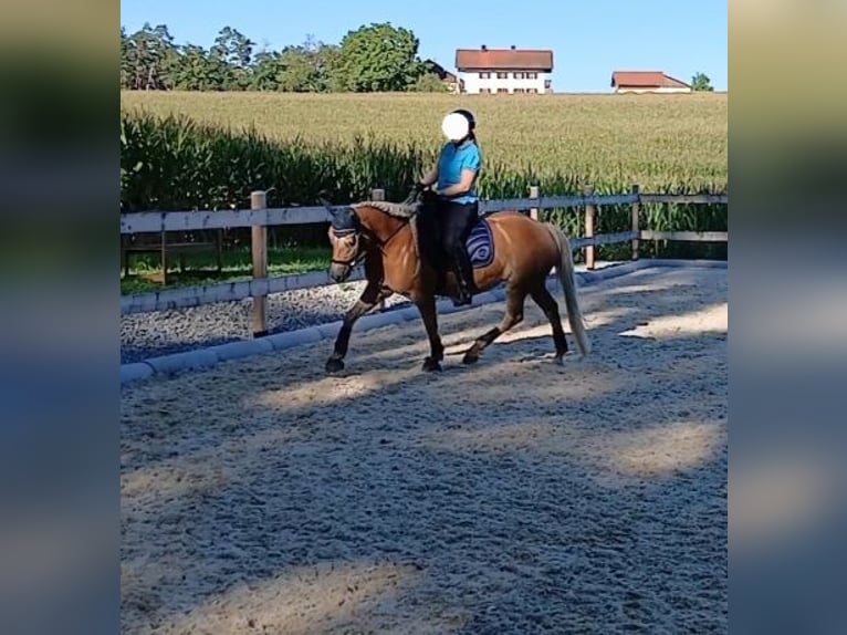 Edelbluthaflinger Mare 9 years 14,1 hh Chestnut-Red in Sch&#xF6;nau