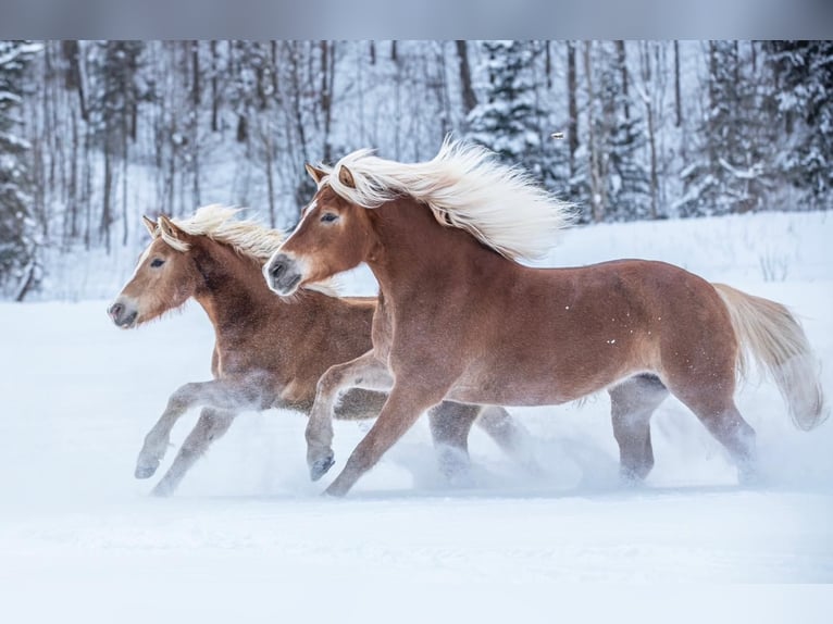 Edelbluthaflinger Mare 9 years 14,2 hh Sorrel in Bayrischzell