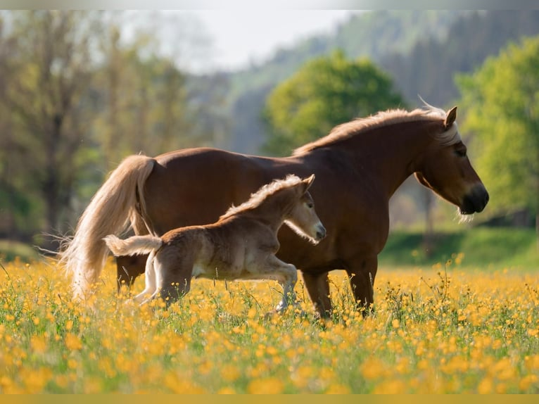 Edelbluthaflinger Mare 9 years 14,2 hh Sorrel in Bayrischzell