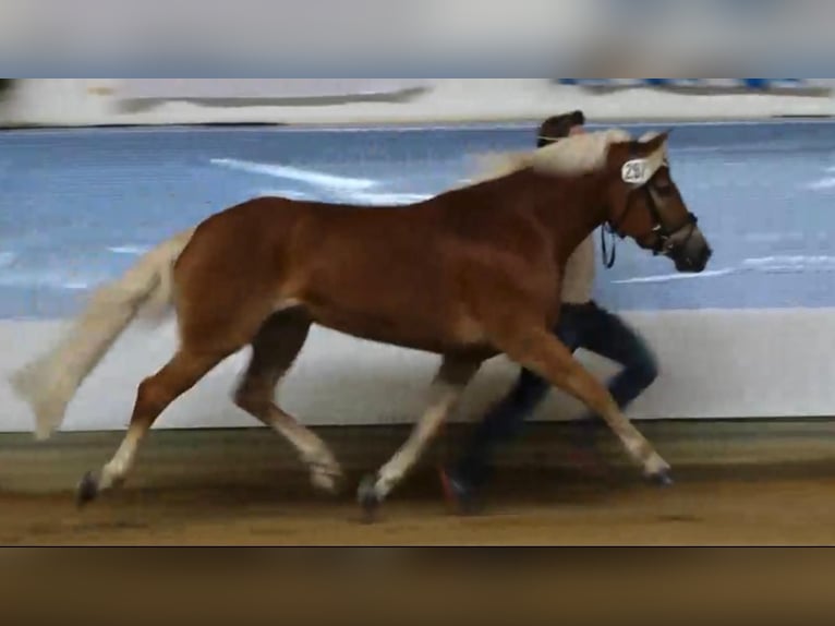 Edelbluthaflinger Mare 9 years 14,2 hh Sorrel in Bayrischzell