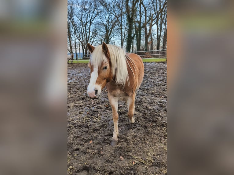 Edelbluthaflinger Mare 9 years 14,3 hh Chestnut-Red in Stade