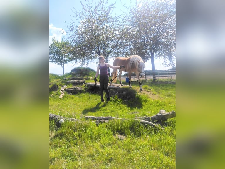 Edelbluthaflinger Mare 9 years 14,3 hh Chestnut-Red in Stade