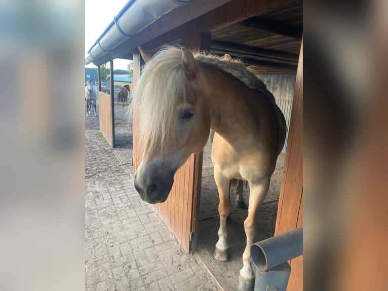 Edelbluthaflinger Mare 9 years 14,3 hh Cremello in Zachow