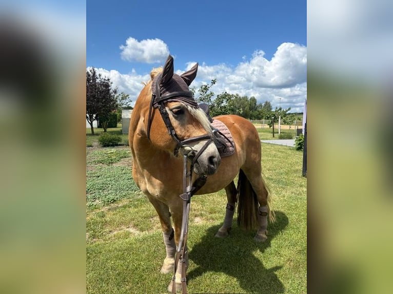 Edelbluthaflinger Mare 9 years 14,3 hh Cremello in Zachow