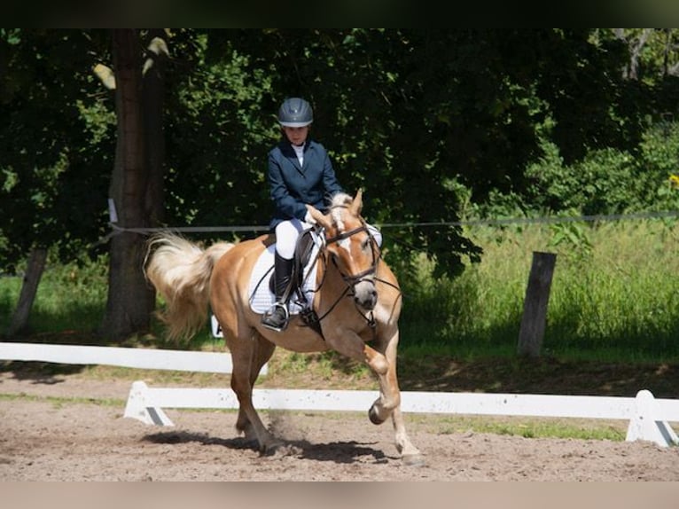 Edelbluthaflinger Mare 9 years 14,3 hh Cremello in Zachow