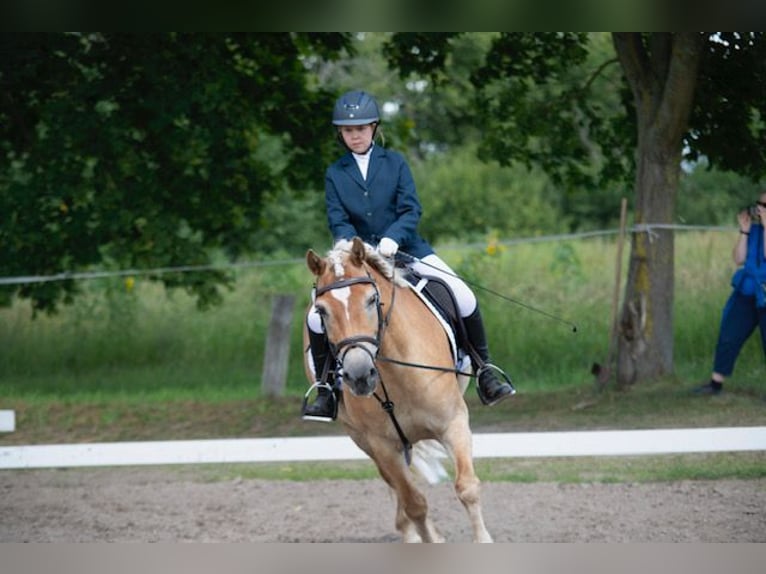 Edelbluthaflinger Mare 9 years 14,3 hh Cremello in Zachow