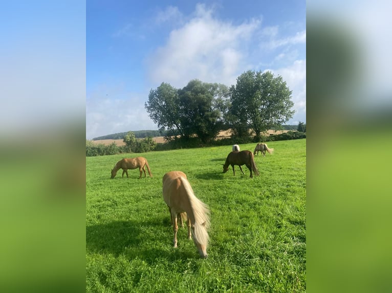 Edelbluthaflinger Mare 9 years 14,3 hh Cremello in Zachow